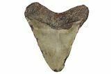 Bargain, Fossil Megalodon Tooth - North Carolina #355861-1
